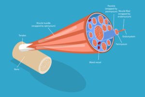 Cross-section view of muscle fascia and connective tissue layers