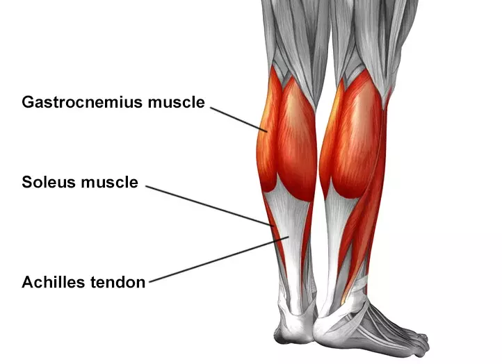 Anatomical illustration of the Achilles tendon showing connection between calf muscles and heel bone